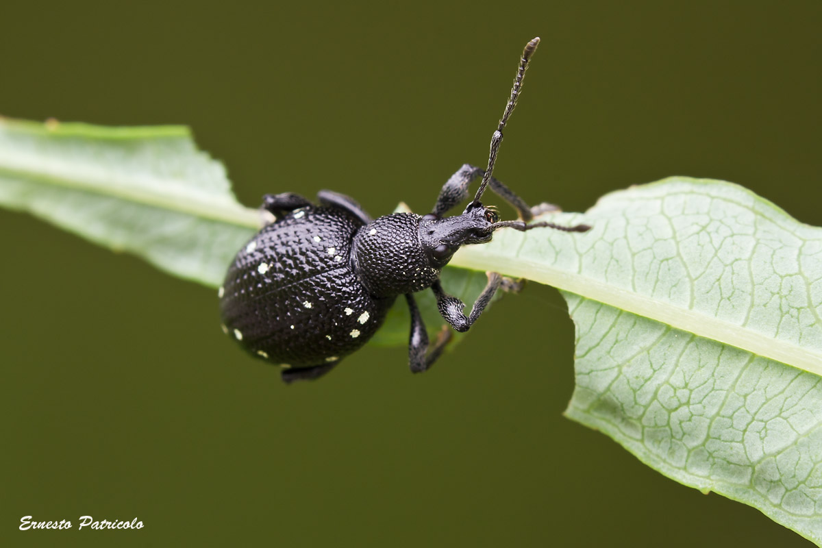 Otiorhyncus gemmatus